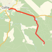 Collie motorplex run